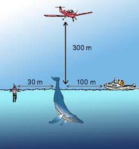 baleine distance de sécurité