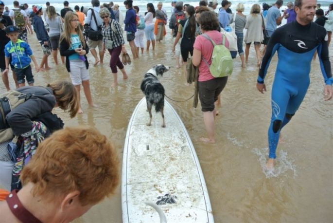 chien surf