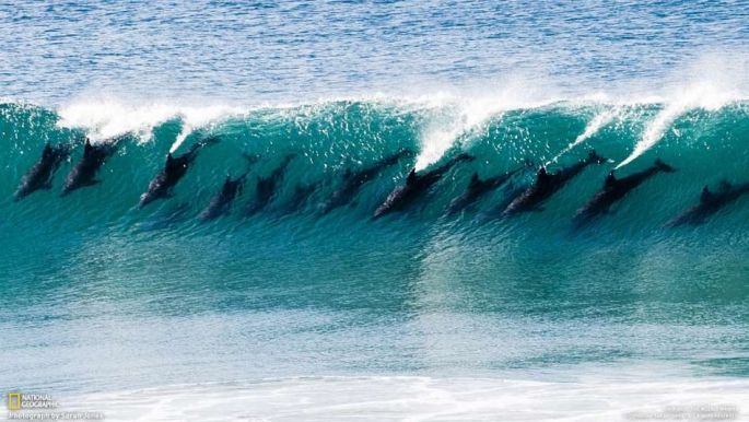 ALERTE : UN BODYBOARDEUR ATTAQUÉ PAR UN DAUPHIN !