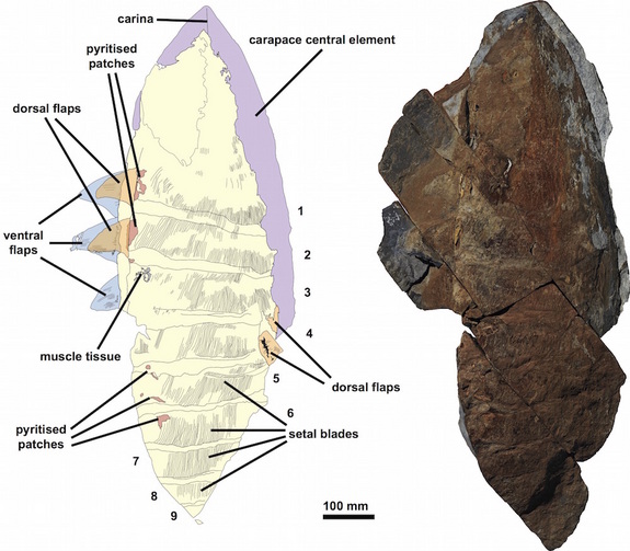 fossile