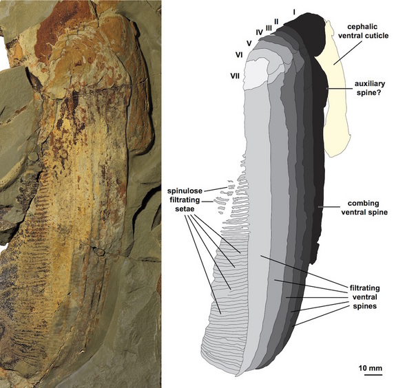 fossile