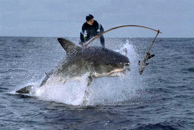 shark surfing 