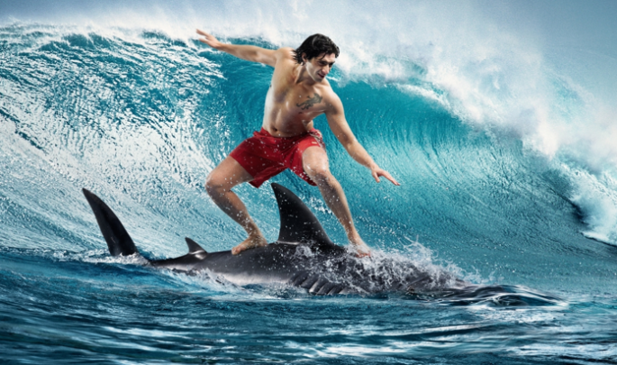 shark surfing 