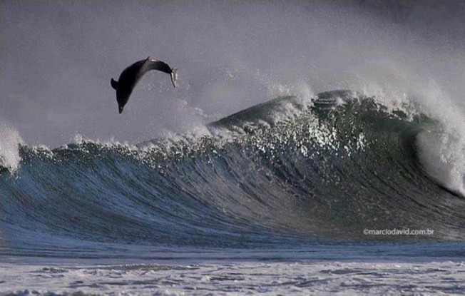 dauphin surf