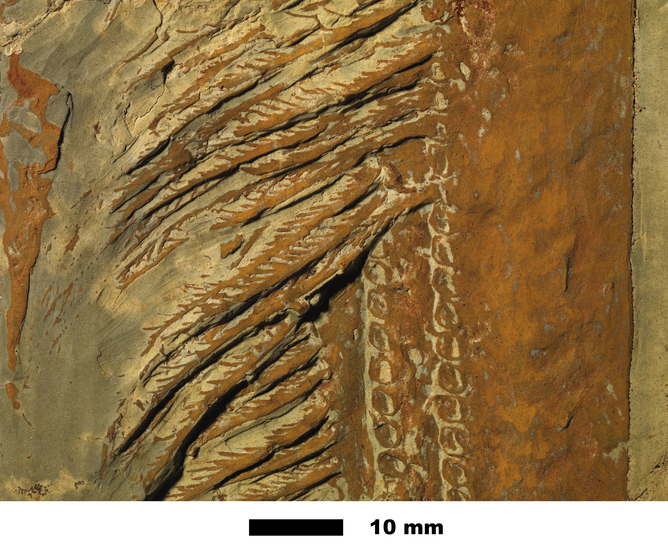 fossile