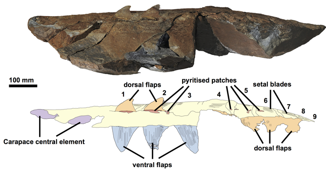 fossile