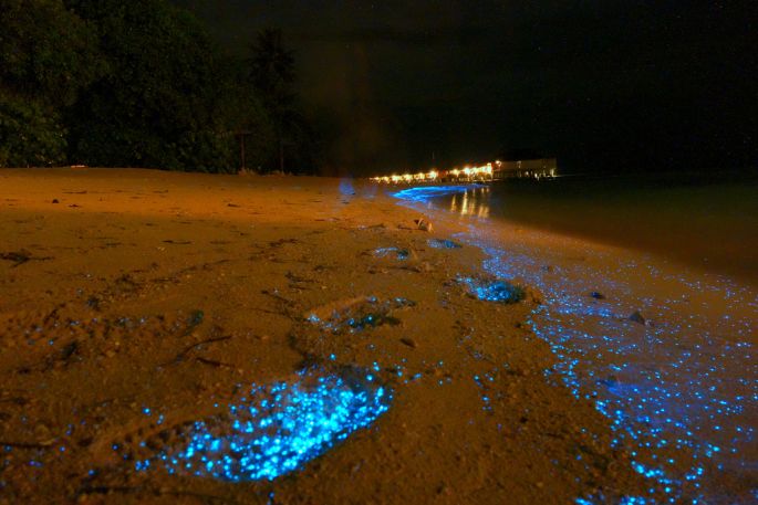 AVEZ-VOUS DÉJÀ SURFÉ UNE VAGUE FLUORESCENTE ?