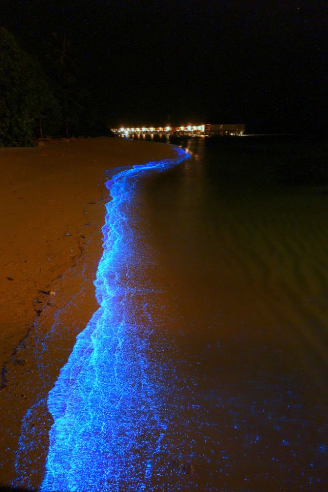 AVEZ-VOUS DÉJÀ SURFÉ UNE VAGUE FLUORESCENTE ?