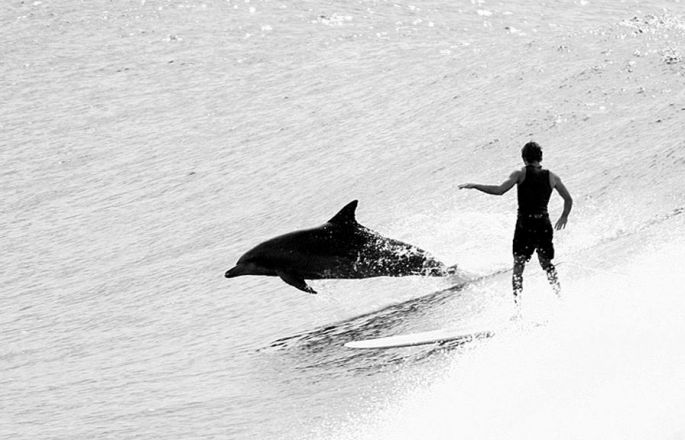 ALERTE : UN BODYBOARDEUR ATTAQUÉ PAR UN DAUPHIN !