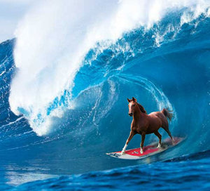 horse surfing