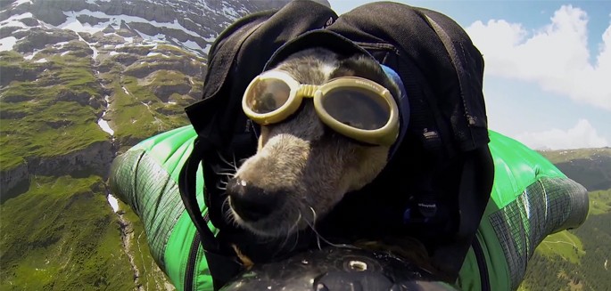 Wingsuit dog