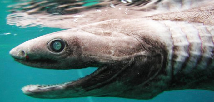 Australie: Des marins sauvés d'un catamaran attaqué par des requins