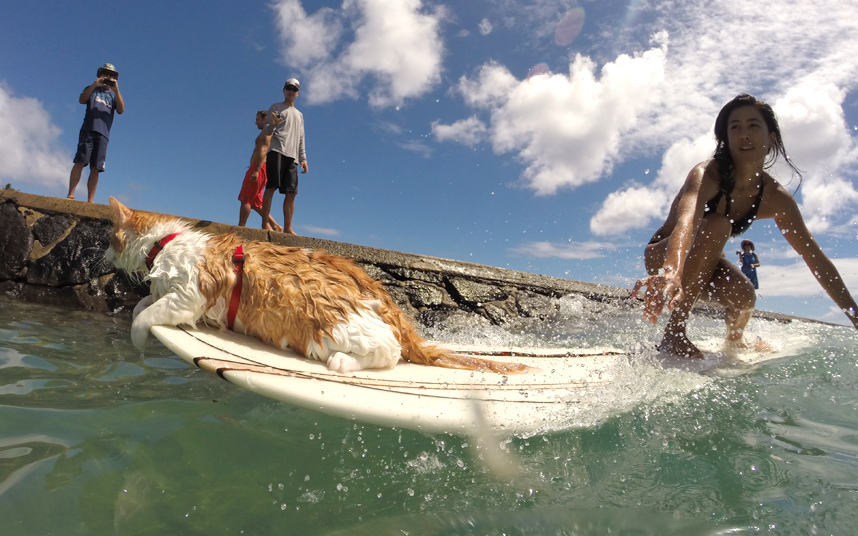 chat-surf-borgne-2