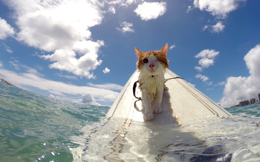 chat-surf-borgne-4