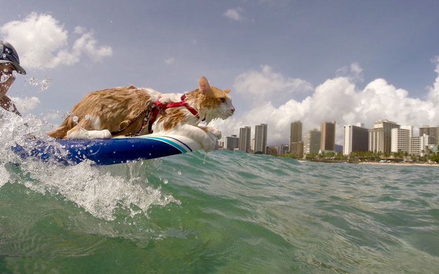 chat-surf-borgne-8