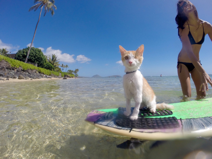 chat-surf-borgne