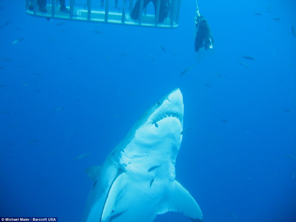 big shark