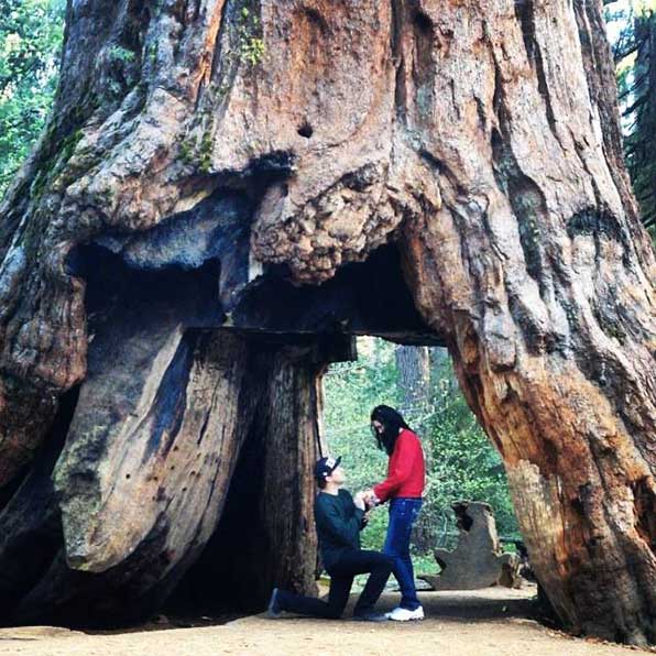 sequoia