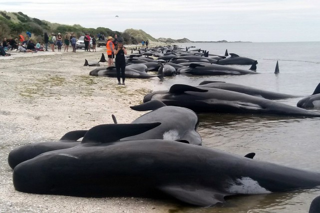 1347503-vu-nombre-baleines-mortes-on