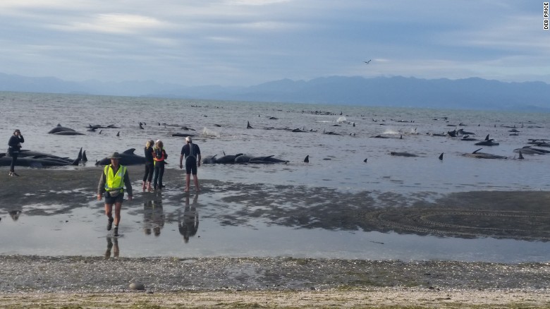 170210155526-03-whale-stranding-new-zealand-exlarge-169