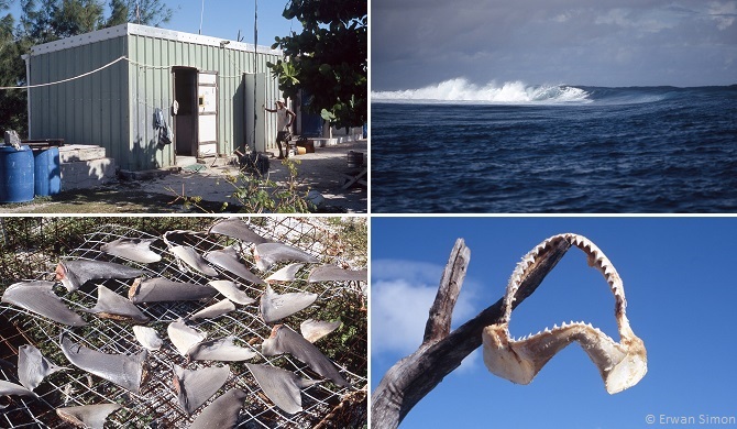 Chaque année, seuls deux îlots reçoivent des groupes de pêcheurs professionnels pendant quelques mois dans des campements très sommaires. C'est un endroit infesté de requins de toutes tailles