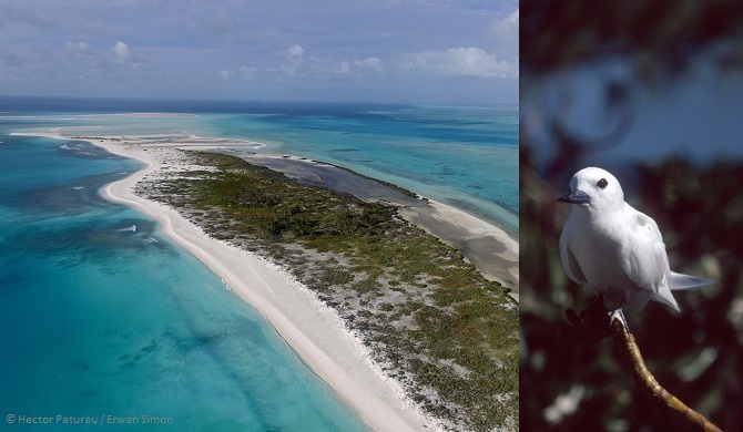 'archipel de Saint Brandon est un endroit paradisiaque et sauvage. Erwan Simon a gardé la destination secrète pendant plus de 10 ans mais le développement touristique pourrait bientôt menacer ce coin de paradis.