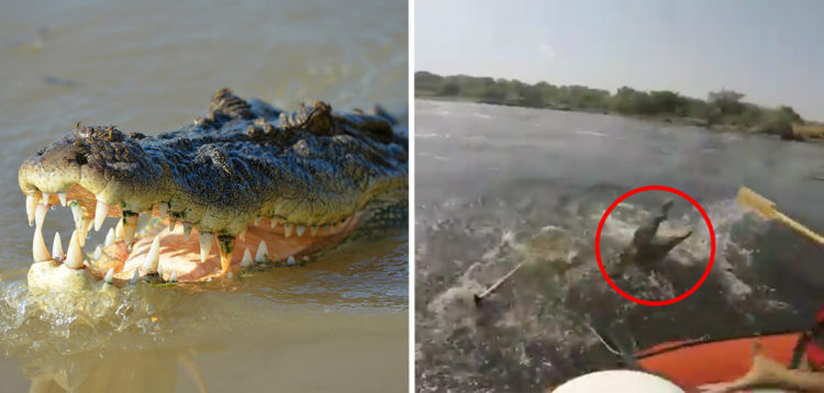 Sautez Les Brides De Fil D'agrafe De Crocodile De Début Pour La