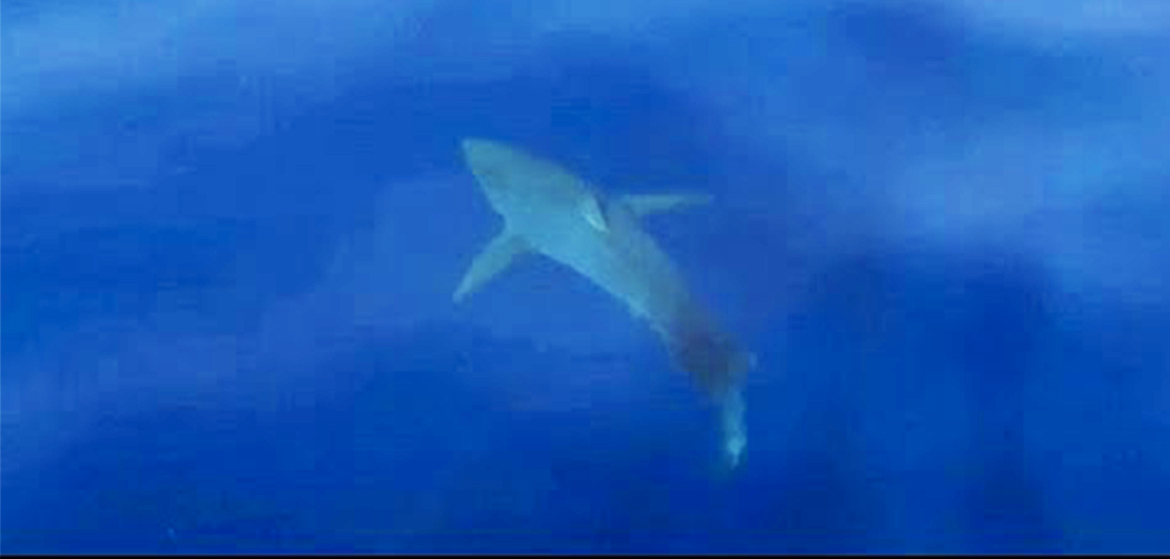 Un grand requin blanc de 5 mètres aperçu en Méditerranée - Requin Blanc En Méditerranée
