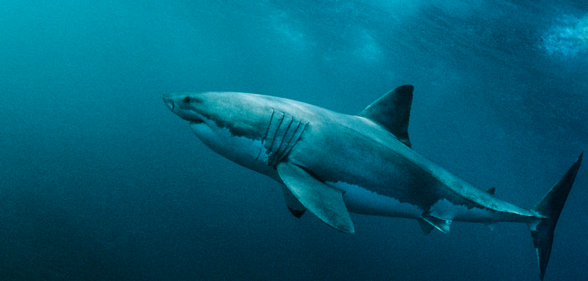 Australie: Des marins sauvés d'un catamaran attaqué par des requins