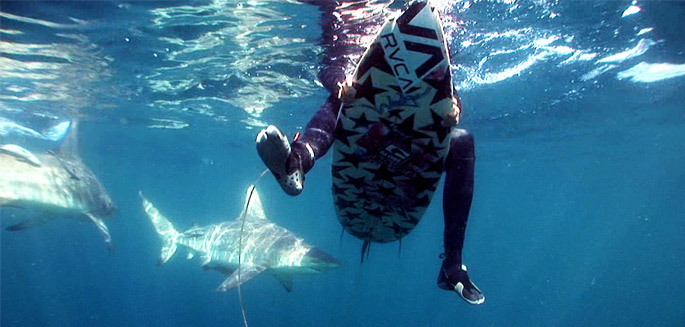 Océans – Record d'attaques de requins en 2015