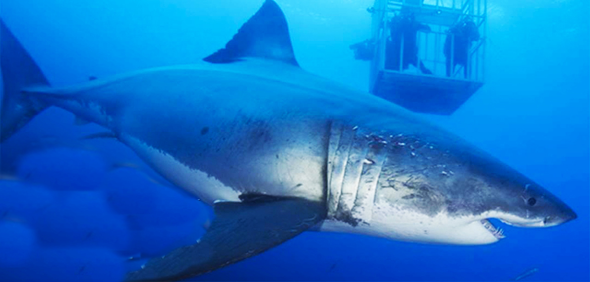 deep blue shark 2018 deep blue shark 2018