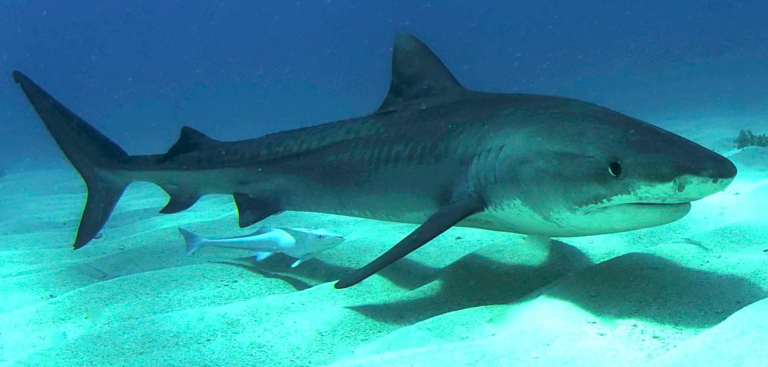 Attaque d'un requin-tigre en 2021 à Rikitea : « une première » au