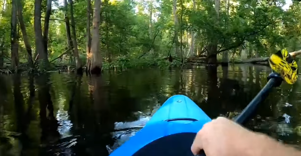 Un alligator charge un kayakiste