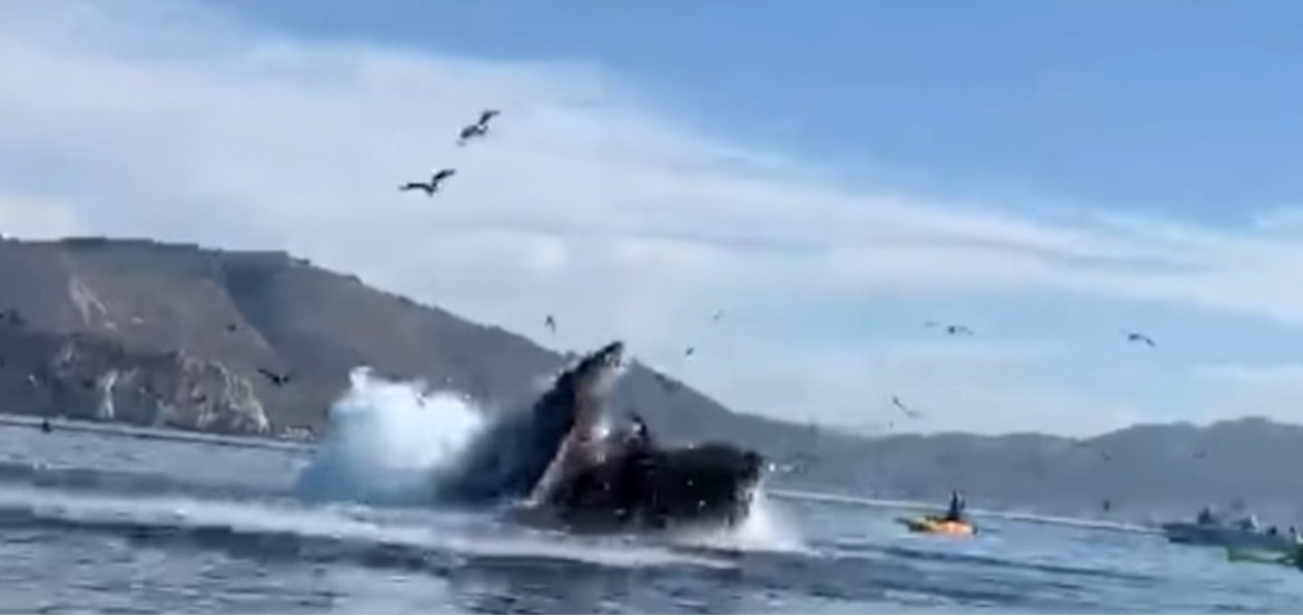 Vidéo Deux kayakistes "avalées" par une baleine
